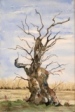 35 - Diane Poole - 'Dead Oak'.jpg